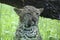 Leopard (Panthera pardus) cub in the rain