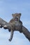 Leopard, panthera pardus, Cub standing on Branch, Calling out