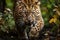 Leopard (Panthera pardus) in the forest