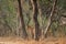 A leopard or Panthera pardus fusca stare in a green background after rainy season over from forest of central india at ranthambore