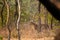 A leopard or Panthera pardus fusca stare in a green background after rainy season over from forest of central india at ranthambore