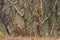 A leopard or Panthera pardus fusca stare in a green background after rainy season over from forest of central india at ranthambore