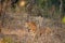 A leopard or Panthera pardus fusca stare in a green background after rainy season over from forest of central india at ranthambore