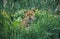 LEOPARD panthera pardus, HEAD EMERGING FROM LONG GREEN GRASS