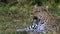 Leopard, panthera pardus, Mother laying, Moremi Reserve, Okavango Delta in Botswana,