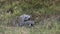 Leopard, panthera pardus, Mother Licking its Cub, Moremi Reserve, Okavango Delta in Botswana,