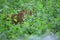 Leopard, Panthera pardus peering from green foliage