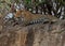 Leopard Panthera pardus resting on a Kopje