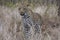 Leopard, Panthera pardus, stalking through the dense african bush