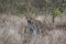 Leopard, Panthera pardus, stalking through the dense african bush