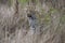 Leopard, Panthera pardus, stalking through the dense african bush