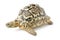 leopard pardalis tortoise stigmochelys pardalis turtle