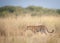 A leopard patiently waiting for the wildebeest to cross the Nile river during the migration