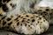 Leopard paw close up detail - Panthera