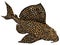 Leopard Plecostomus. Freshwater catfish