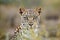 Leopard portrait, Kalahari desert, South Africa