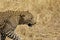 Leopard portrait, masai Mara