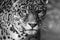 Leopard portrait, Panthera Pardus, bold contast in black and white