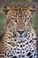 Leopard Portrait Wild Animal Mamal wildcat big cats asia srilanka safari nature carnivore quality picture photo