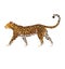 Leopard, predator, african animal, wildlife. Vector illustration, isolated on white