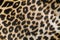 Leopard print fabric texture