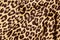 Leopard print picture Leopard print image cloth pattern texture