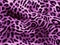 Leopard print in purple with black spots, looks like plush material. Generative AI.