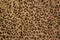 Leopard print repeat image. Animal skin texture fabric pattern. Jaguar skin background 