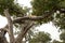 Leopard relaxed lying in the boughs of a tree