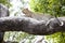 Leopard relaxed lying on a branch