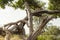 Leopard relaxed lying in a tree