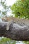 Leopard relaxed lying on tree. Sleeping leopard in Botswana, Africa