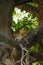 Leopard relaxing in tree