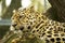 Leopard resting