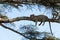 Leopard resting on a branch, Serengeti