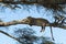 Leopard resting on a branch, Serengeti