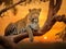 Leopard resting on a tree branch at sunset in the African savannah.