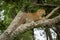 Leopard rests on lichen-covered branch dangling tail