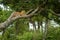 Leopard rests on lichen-covered tree in forest