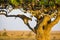 Leopard rests in a tree after meal