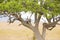 Leopard rests in tree after meal