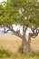 Leopard rests in tree after meal