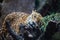 Leopard rubs against the tree branch in Tenerife, Spain