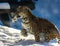 Leopard running through snow