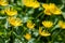 Leopard`s Bane Doronicum orientale yellow flowers blooming in spring ornamental garden