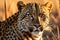 Leopard\\\'s Intense Gaze - Macro Shot Focused on the Intricate Patterns of Rosette Spots on Its Fur