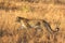 Leopard in the Sabi Sands