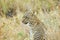 Leopard in the savannah, Serengeti National Park, Tanzania