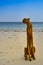 Leopard Sculpture on the sandy beach