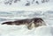 Leopard Seal